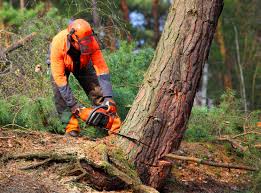 Why Choose Our Tree Removal Services in Auburn, ME?