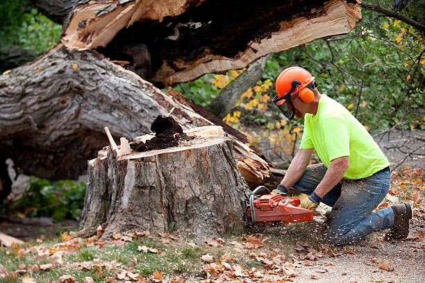 Best Leaf Removal Services  in Auburn, ME